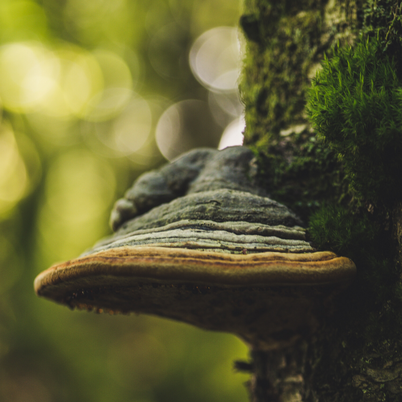 The Magical Benefits of Medicinal Mushrooms