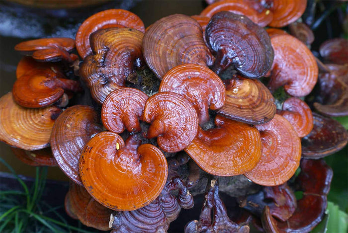 Mushroom Extracts